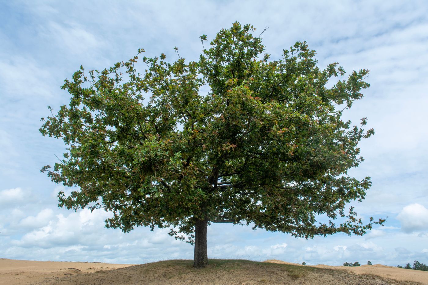 Vrijstaande eik op de heide